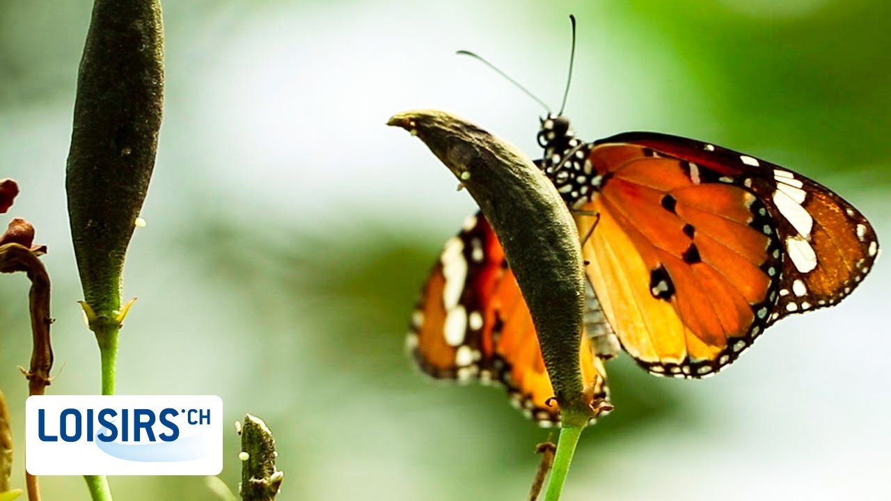 Papiliorama - Une jungle tropicale... en Suisse