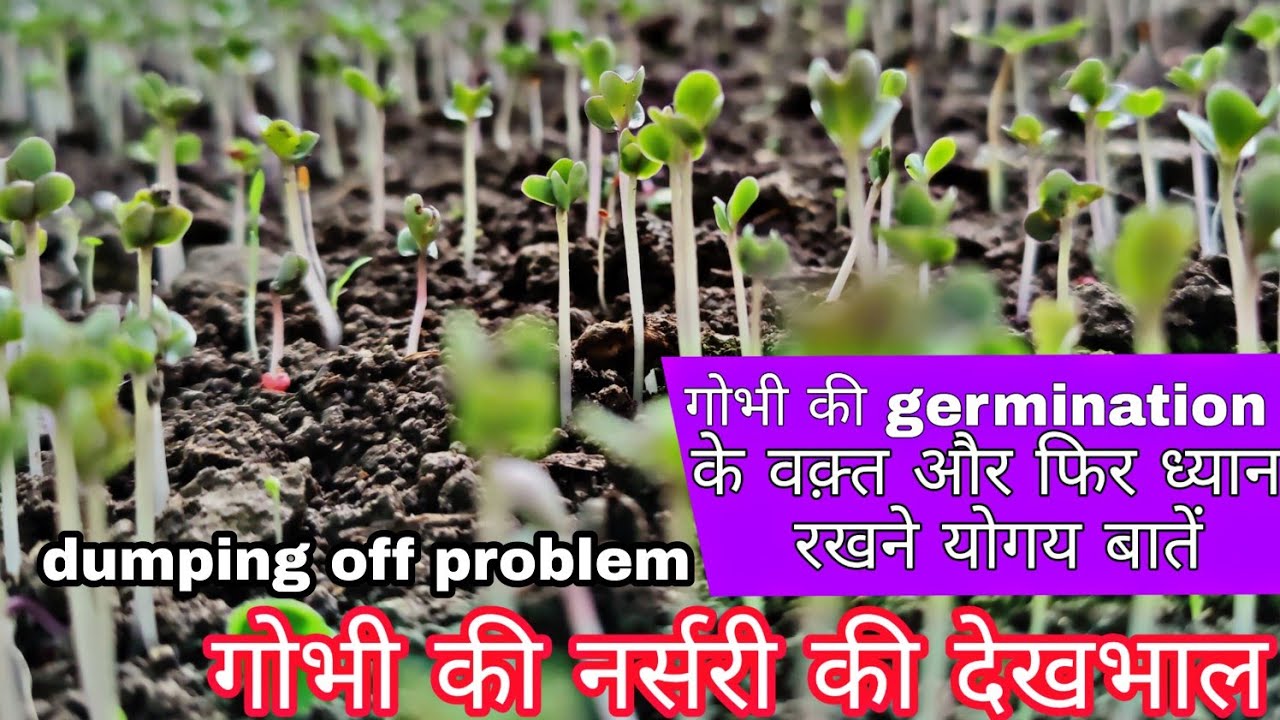 gobhi ki nursery  | गोभी की नर्सरी की देख भाल | dumping off problem |  praveen thakur