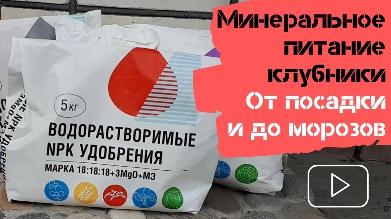 Минеральное питание клубники / От посадки и до морозов / Огород дяди Вовы