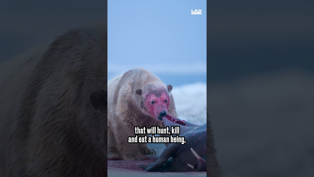You do NOT want to meet a Polar bear 😬 | Steve Backshall on Honesty Box