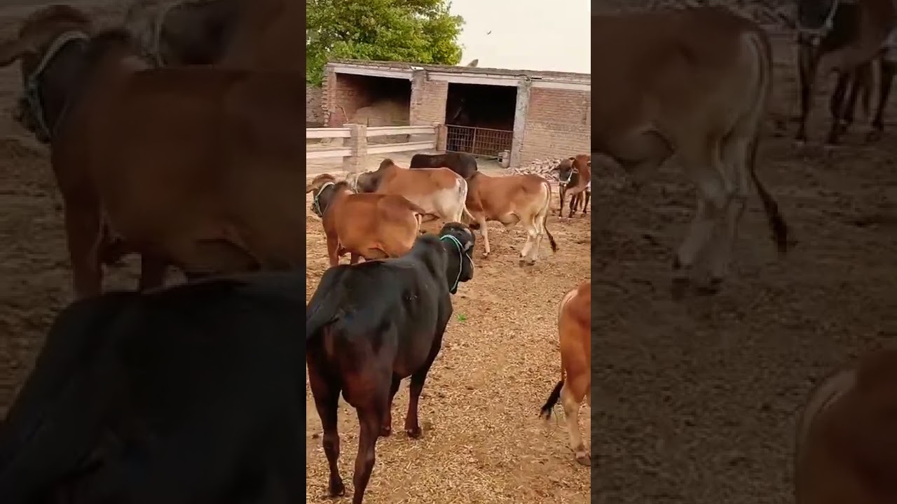 bachray for qurbani 2022