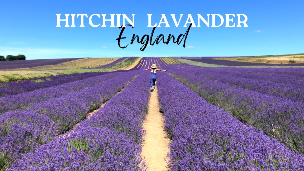 A Day in Hitchin Lavender