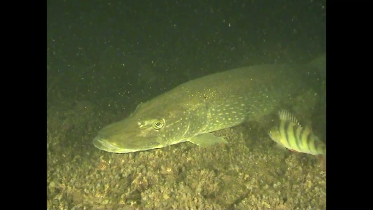 Talsperre Zeulenroda Nachttauchen