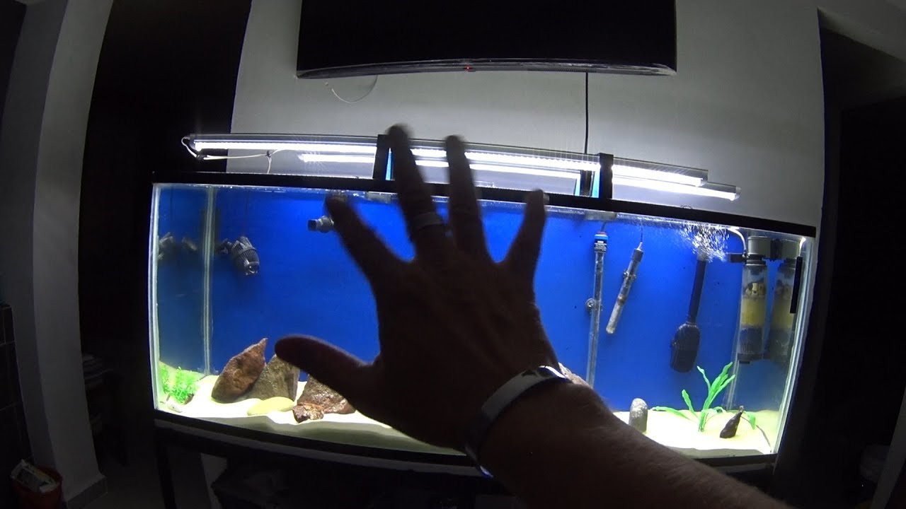 El nuevo y mejorado acuario peces ciclidos (Mario Blogs)