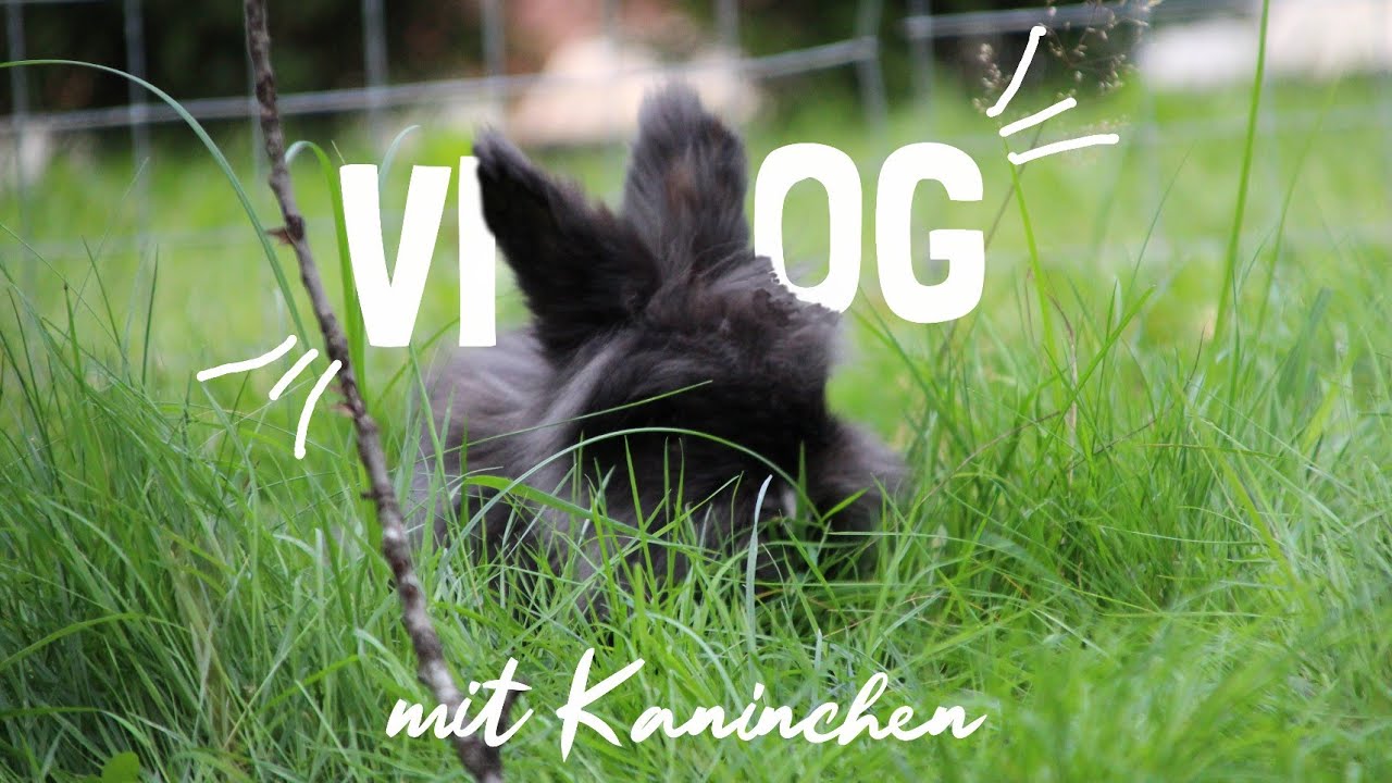 Vlog: Schultag mit Kaninchen im Herbst