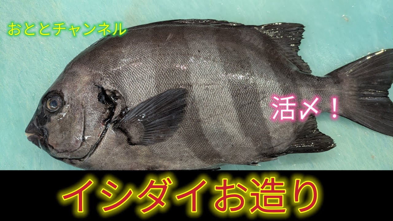 [魚の捌き方]石鯛捌き方