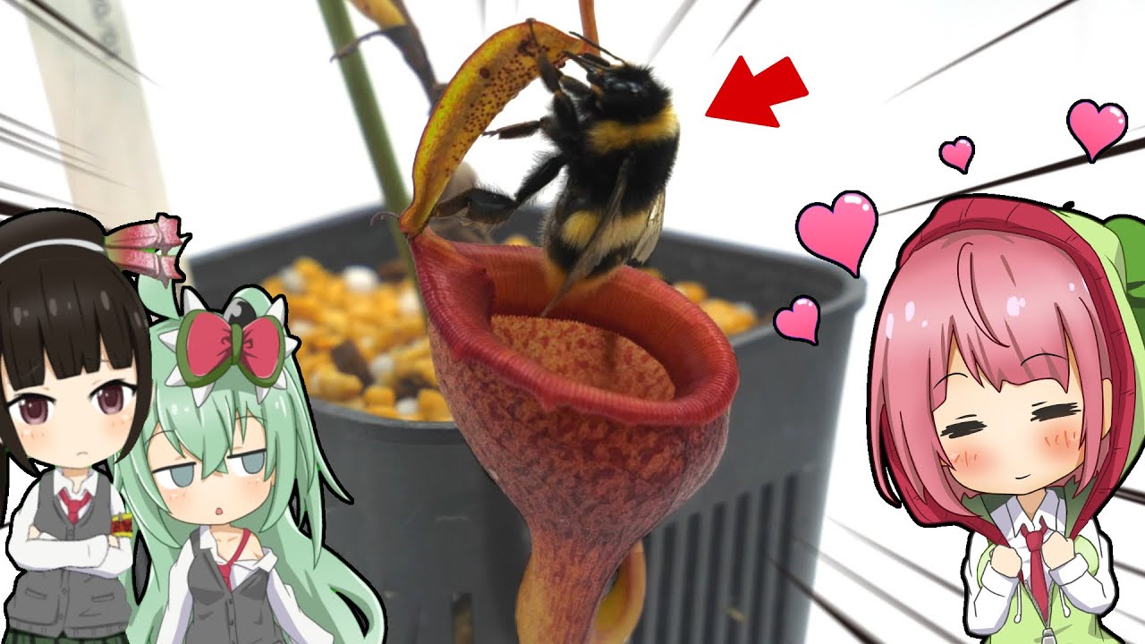 エゾオオマルハナバチはウツボカズラの蜜も舐めるのか検証してみた！【食虫植物TV】