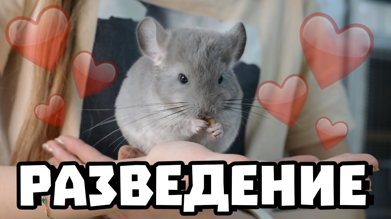 Разведение шиншилл | Выкармливание малышей, все проблемы | Как понять, что шиншилла беременна?