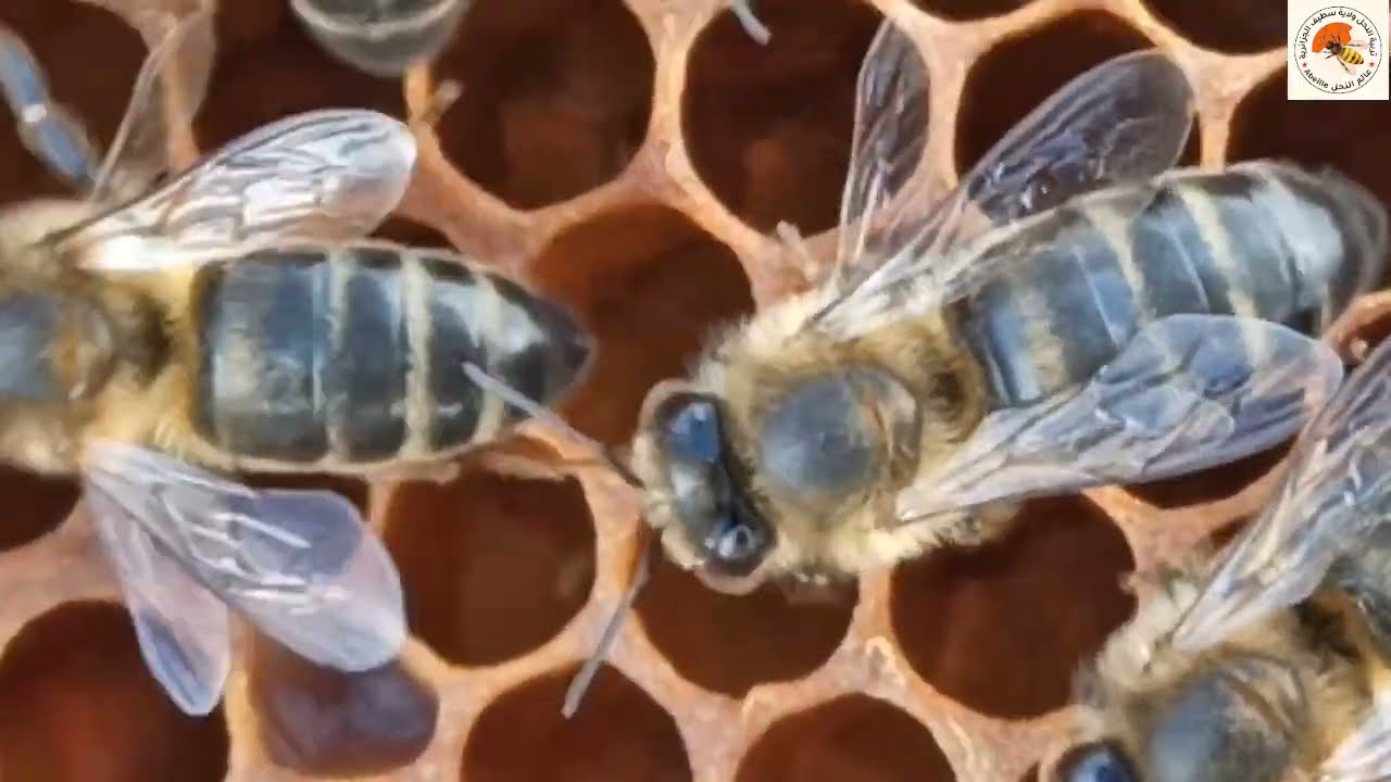 طريقة رؤية بيض النحل لضعاف النظر و المبتدئين