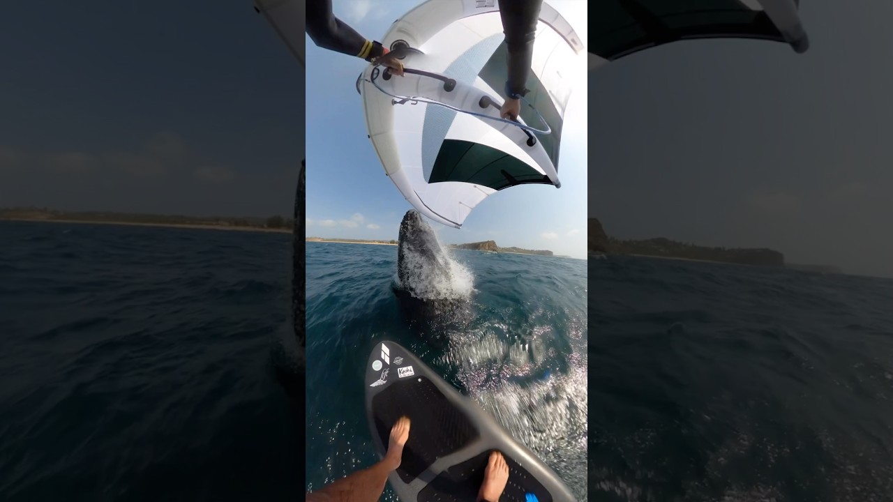 This is INSANE! Full raw story out now, playlist on @_aclassic_  - going toe to toe with a whale!