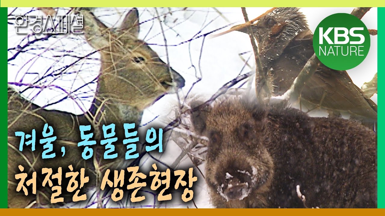 겨울, 동물들의 처절한 생존현장 [환경스페셜-에너지 전쟁, 동물의 겨울나기] / KBS 20060208 방송