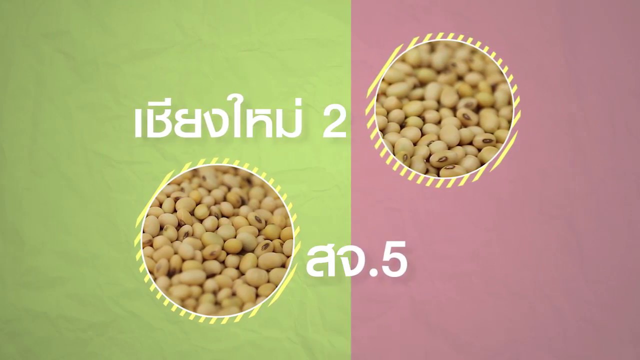 ถั่วเหลืองพันธุ์ไหน ดีต่อพื้นที่ไร่ เอาใจตลาด