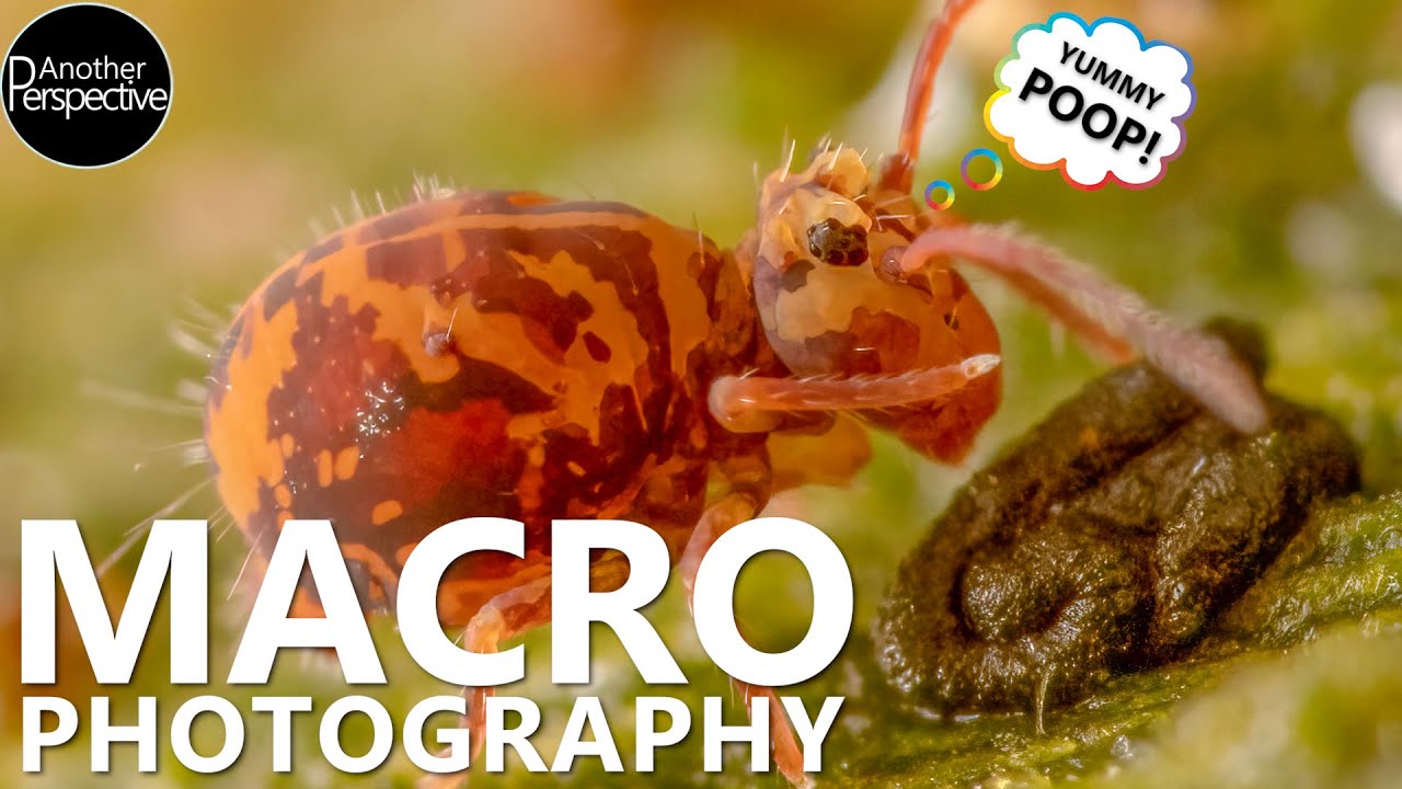 Fascinating Macro Photography to shoot in Spring