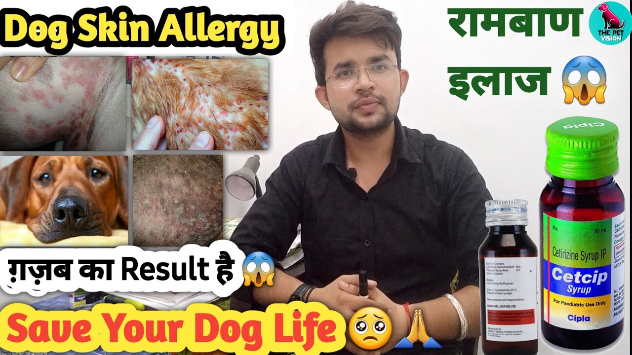 Dog Skin Allergy Treatment || रामबाण इलाज 😱 || सिर्फ एक बार इस्तेमाल करो || 100 % Result In Allergy