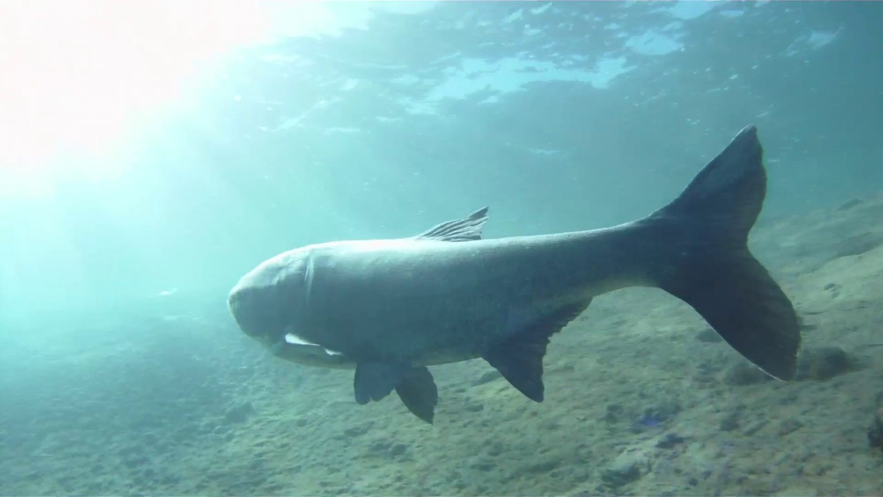 Tolstolobik / Bighead Carp Kosariska