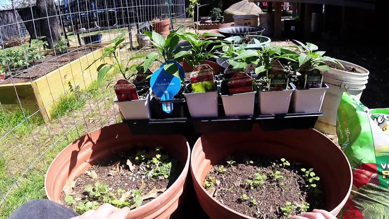 Spring Time Pepper Planting in North Texas