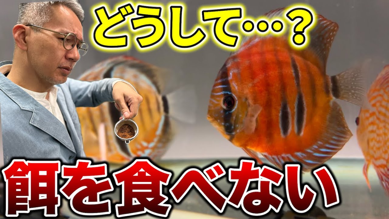 【心配】ディスカスが餌を食べない…一体ナゼ！？その問題点と対応策を探る