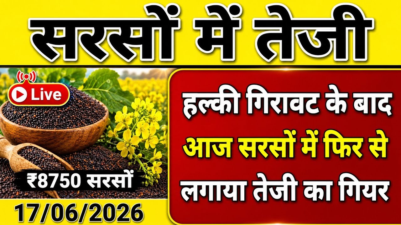सरसों में तेजी। आज 17 जून 2026 सरसों का भाव। आज सरसों ने फिर लगाया तेजी का गियर। Sarso Ka Bhav