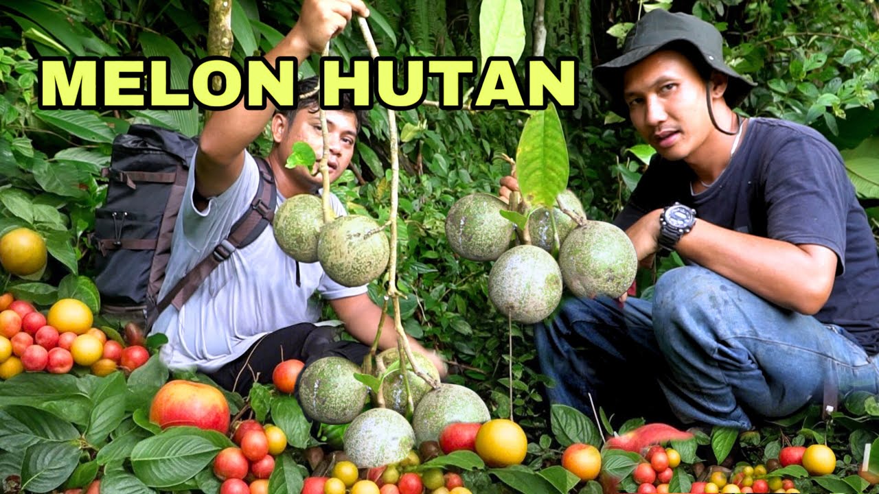 Explore Goa Tersembunyi Dan Menemukan Banyak Buah Unik