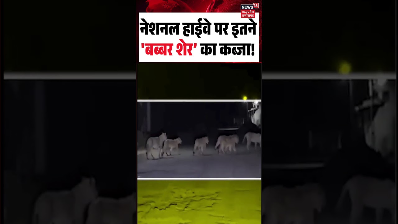 Amreli National Highway पर इतने 'बब्बर शेर’ का कब्जा! | Viral Video | #shorts