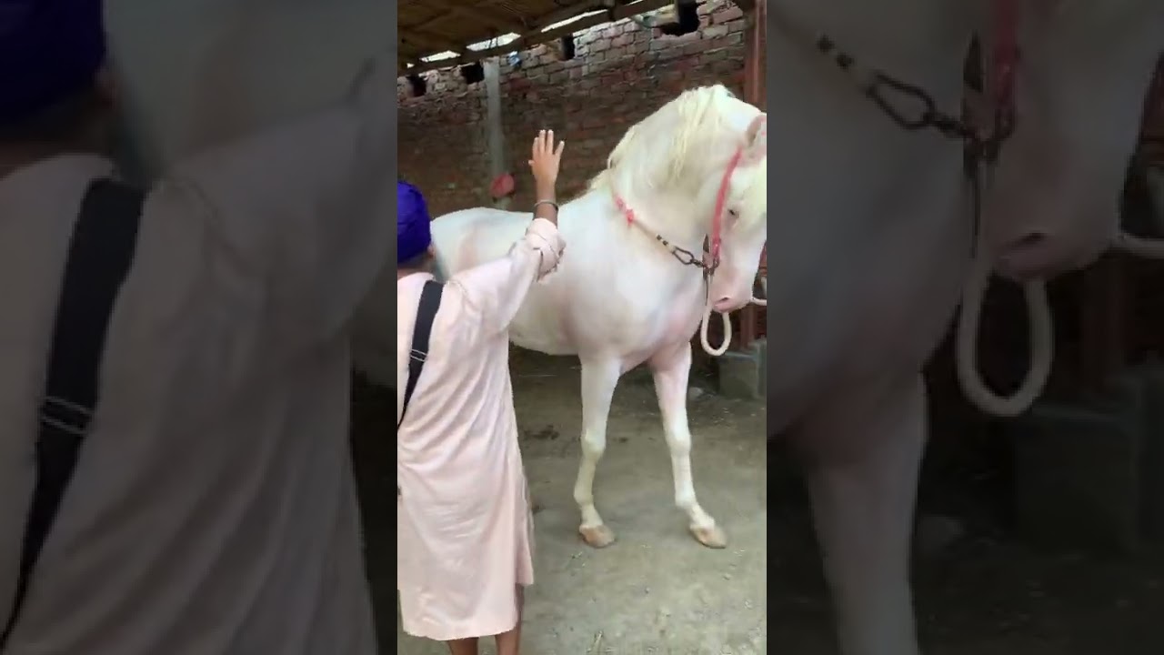❤️🐎Jaiveer #horse #SidhuFarm#vairal #shorts #youtubeshorts