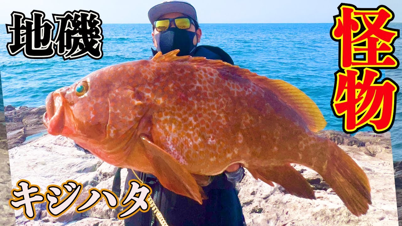 【キジハタ】近所の地磯で50センチを余裕で超えるモンスターキジハタをキャッチしました！【日本海ロックフィッシュ】
