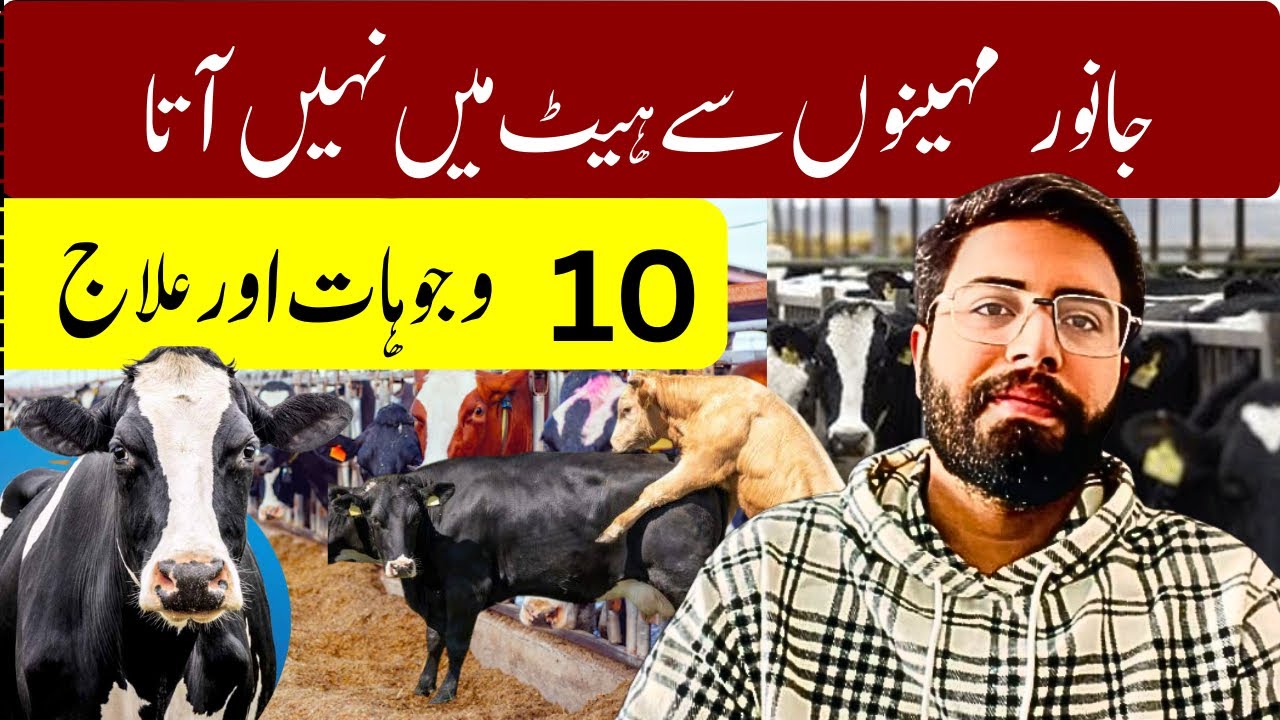 Why Your Cow is not Coming in Heat || 10 Reasons and Simple Solutions !