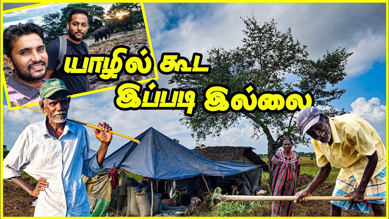 மட்டக்களப்பில் முதலைகளின் கோட்டை | crocodiles village | #tamilvlog | #lankaboys