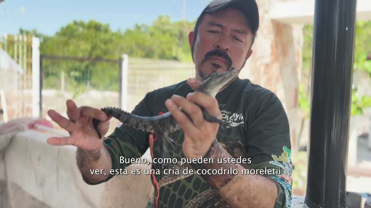Wotoch Aayin, La Casa del Cocodrilo.🐊