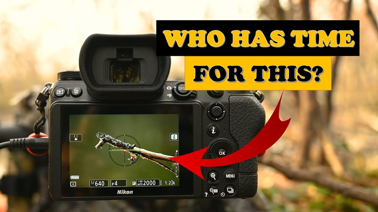 Bird Photography with the Nikon Z6ii.  But, Who cares about the equipment? Time matters most!