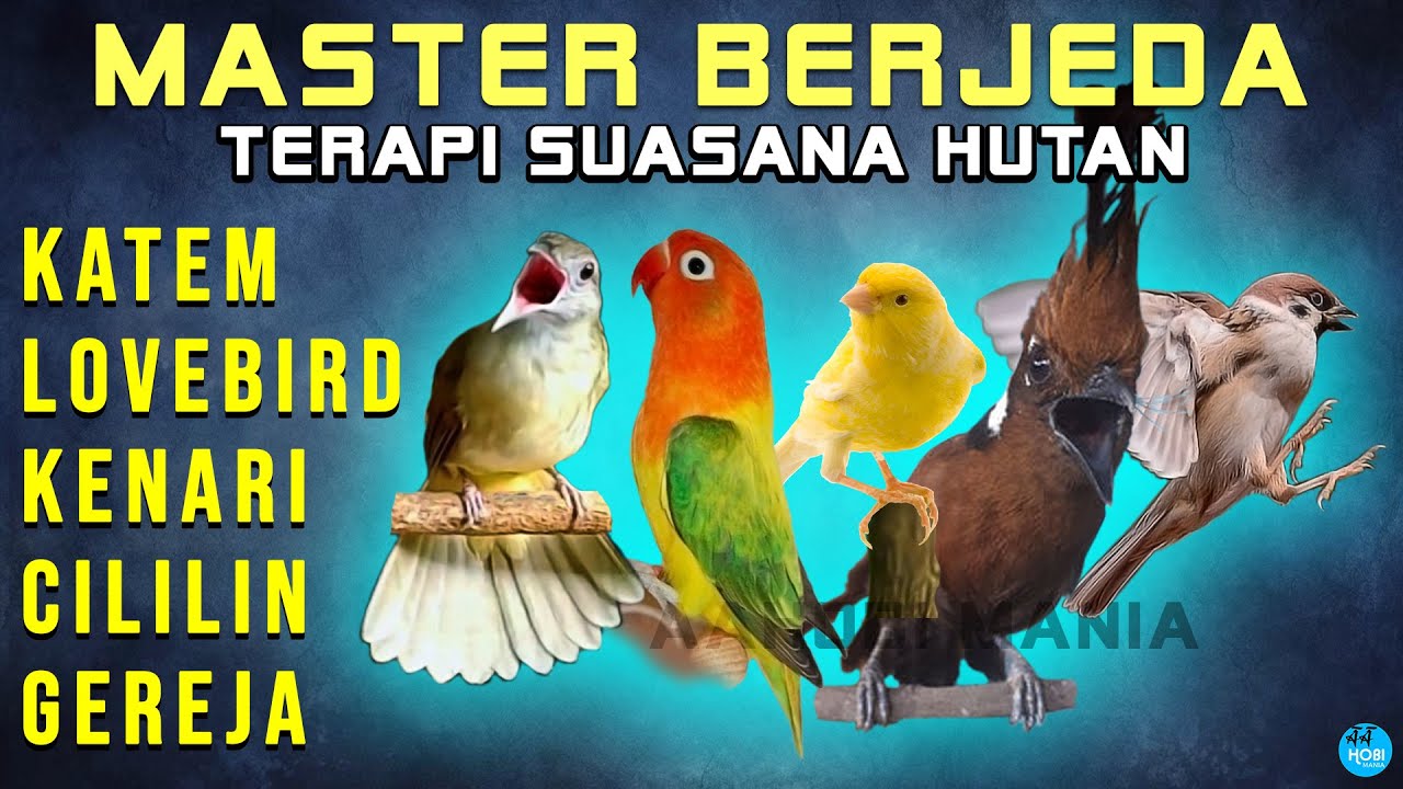5 MASTERAN BERJEDA Kapas Tembak LOVEBIRD KENARI CILILIN GEREJA