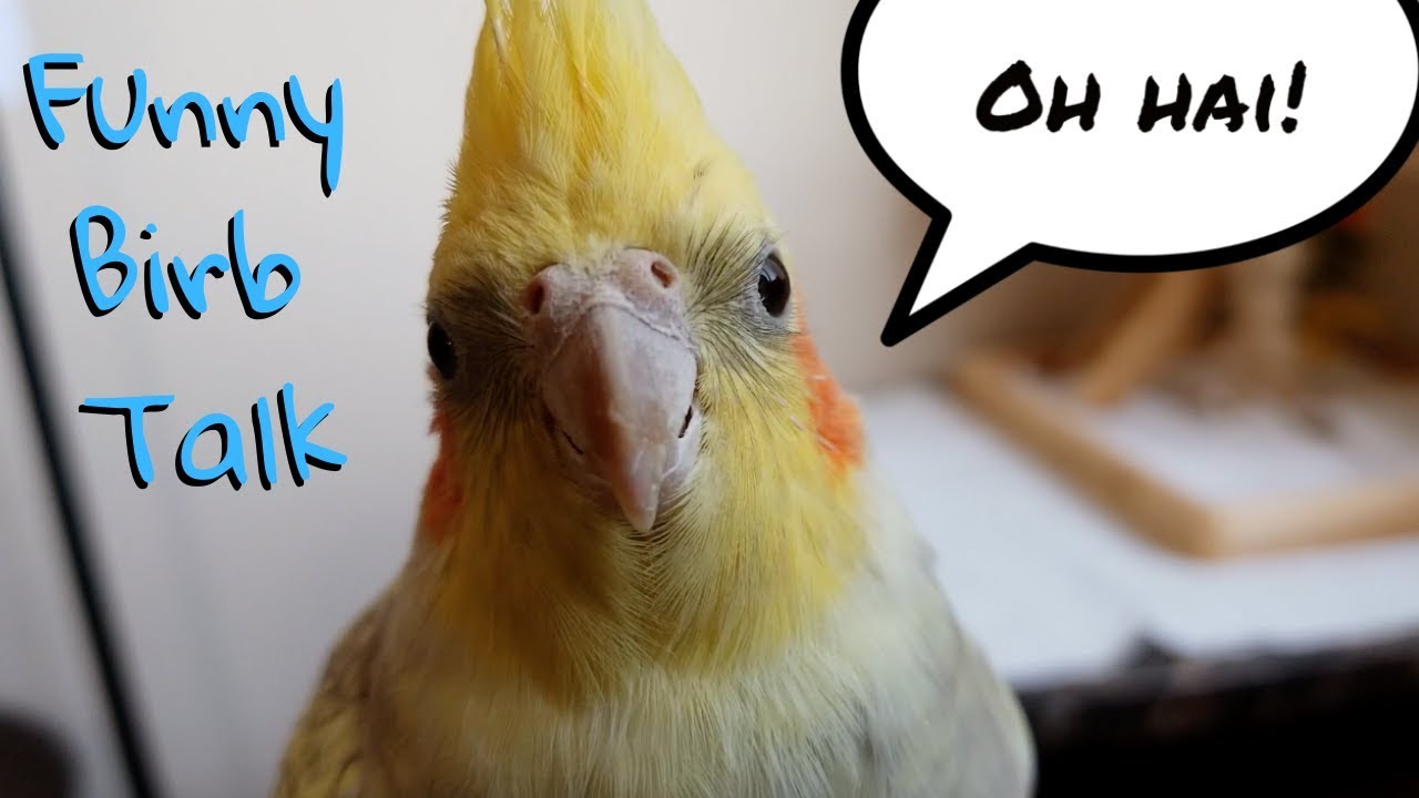 Funny Birb Talk #1 - Budgie and Cockatiel Want To Chat with You