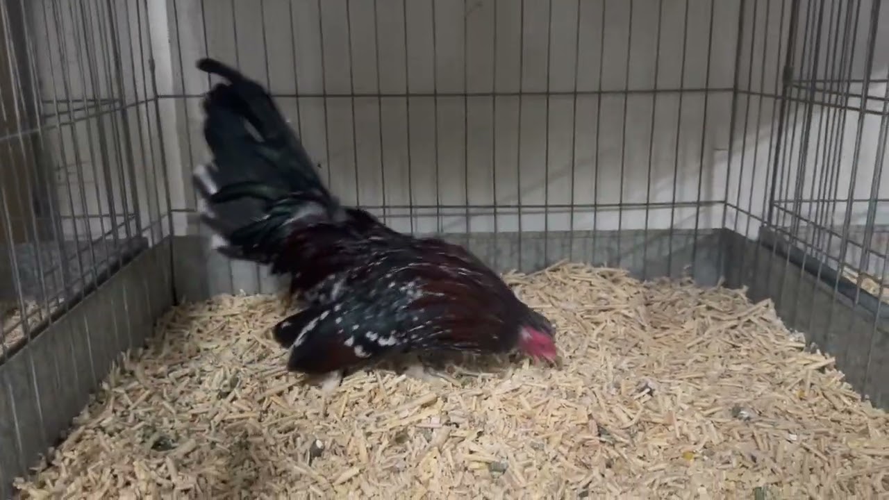 Mis gallitos azteca reproductores.