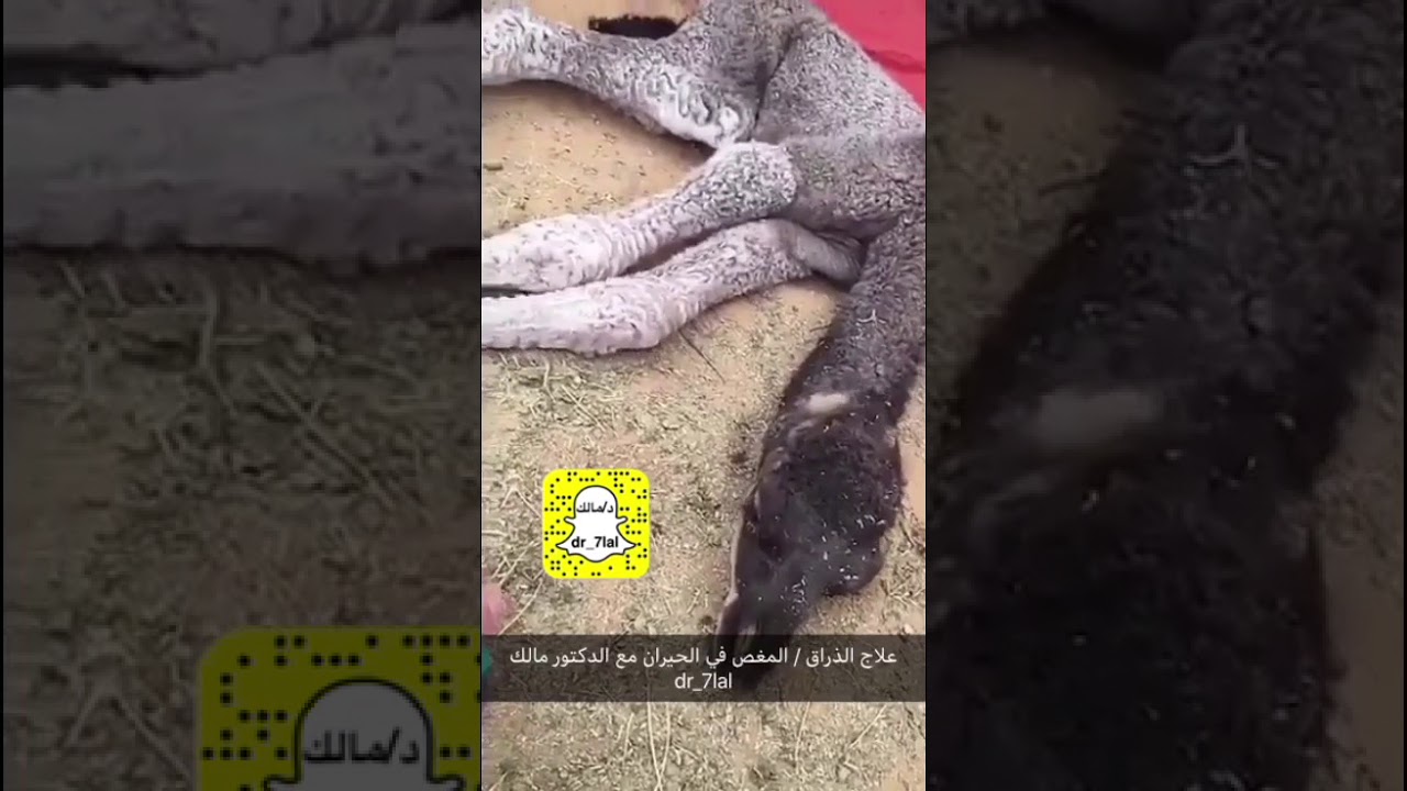علاج الاسهالات (الذراق)  او المغص والمشاكل المعويه في الحيران او البهم مع الدكتور مالك