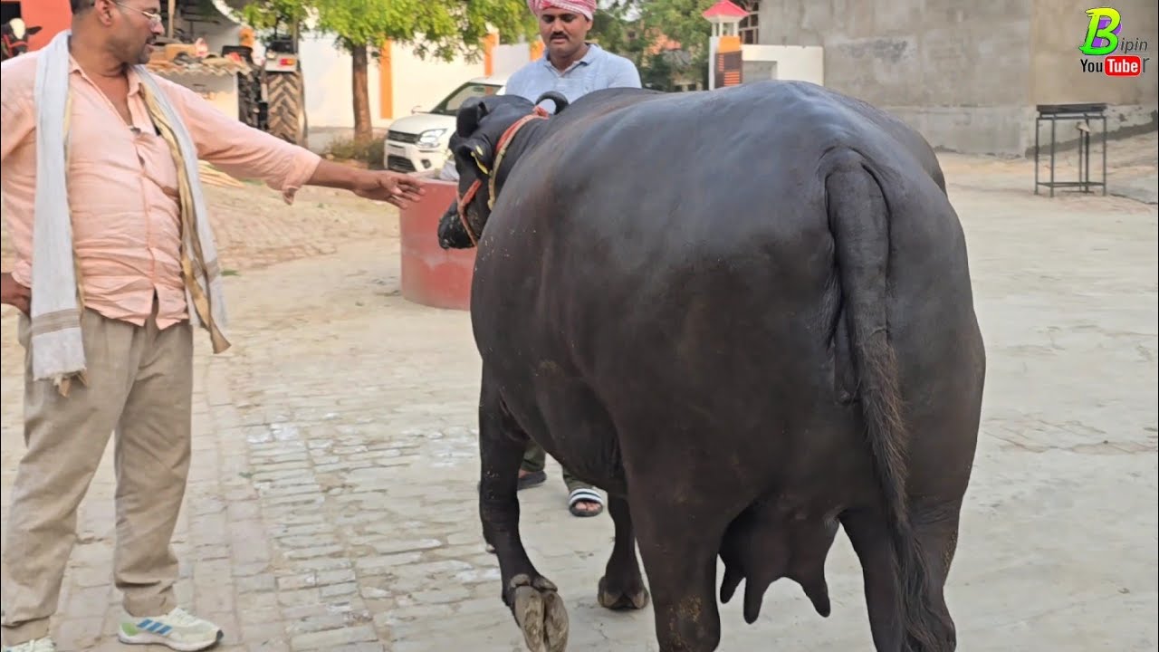 #खोवा कारोबारी गिरी बाबा ने #आजमगढ़ से मुर्रा भैंस खरीदी | Murrah Bhains | Bipin Singh Dildarnagar