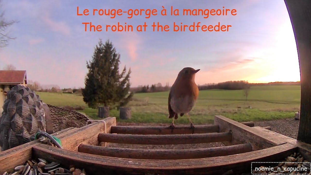 Le rouge-gorge à la mangeoire / The Robin at the birdfeeder