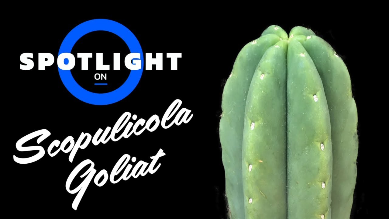 Spotlight on Trichocereus Scopulicola Goliat