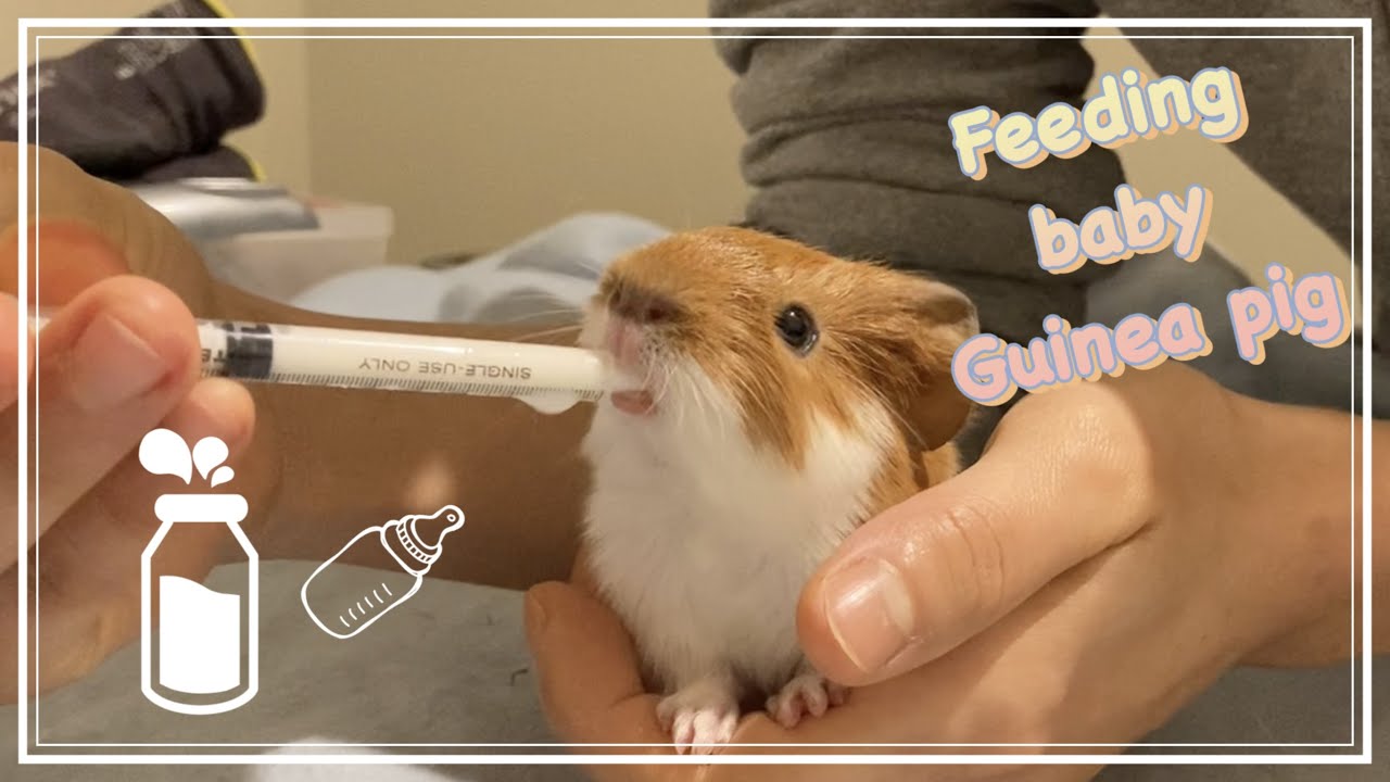 How to feed milk baby Guinea pig