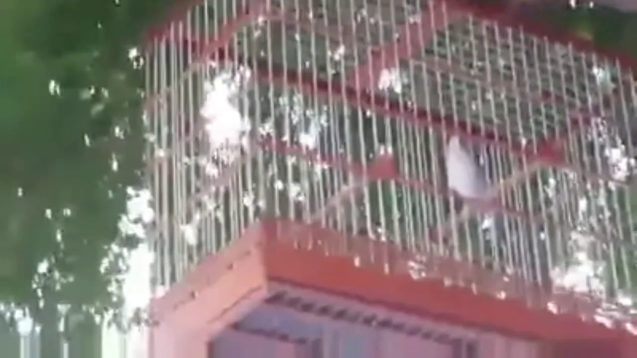 Melhor galo de Campinas do Brasil