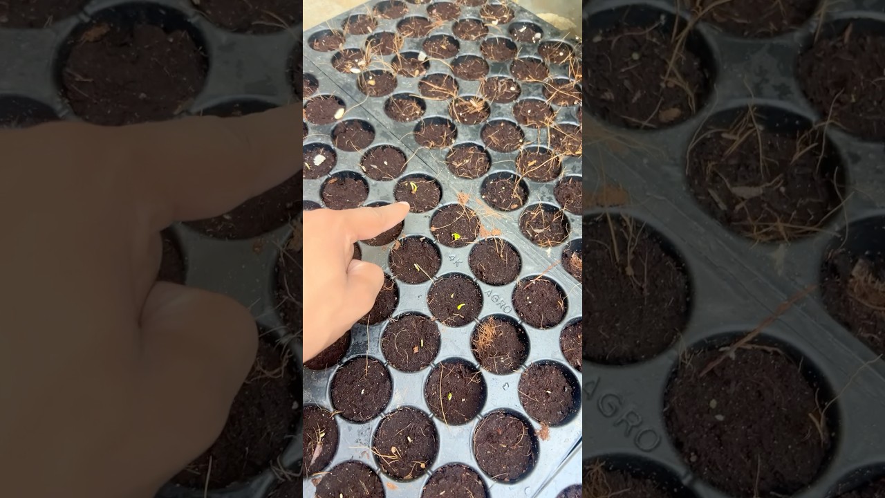Red Lady 786 Papaya Orignal Seed Nursery