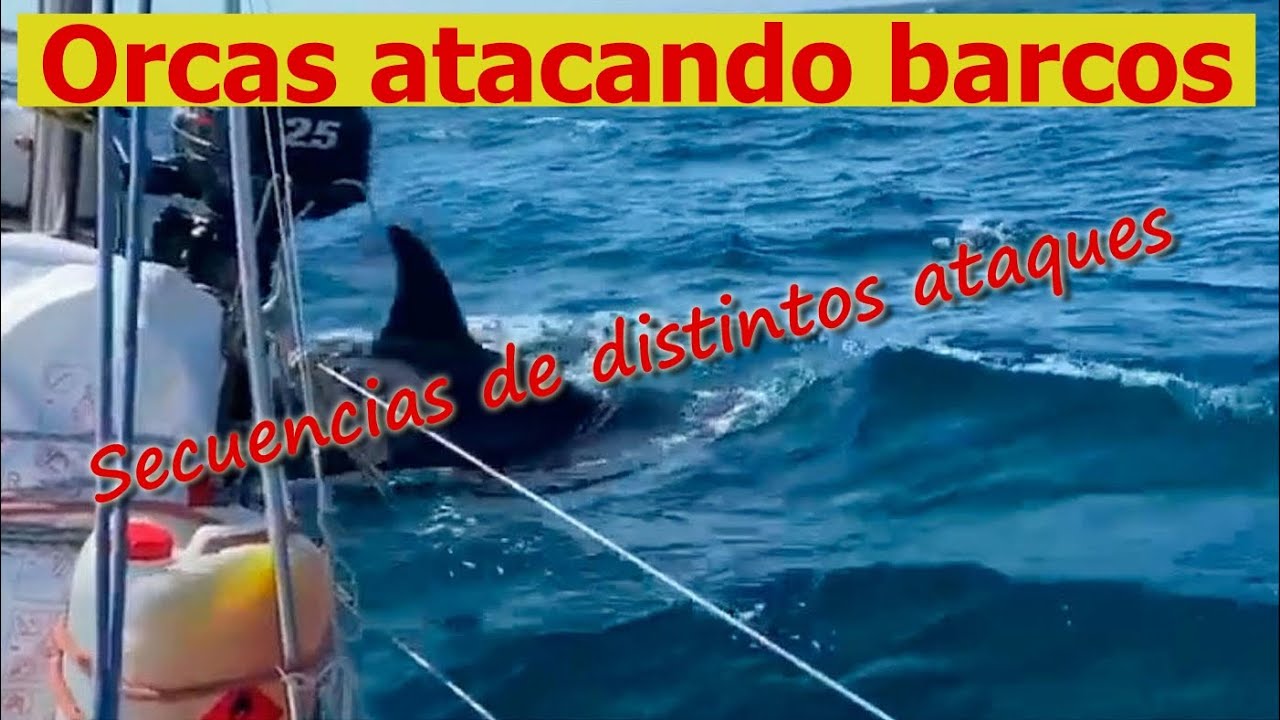 ORCAS. Filmaciones de ataques a  barcos, algunos han sido hundidos.