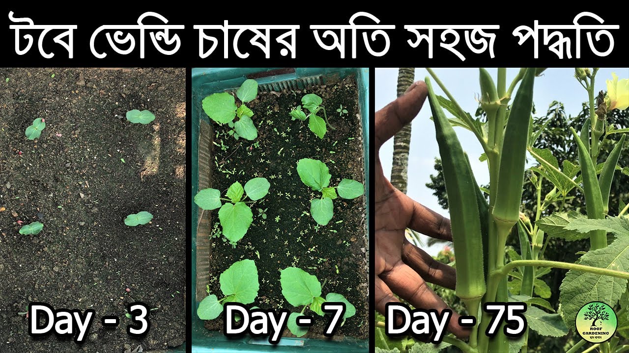 বাড়িতে ঢেঁড়স চাষের অতি সহজ পদ্ধতি / How to grow Okra at Home / grow bhindi/roof gardening