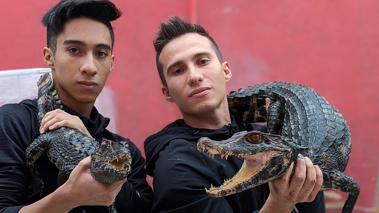Diferencias de Caimanes Enanos (Palpebrosus y Trigonatus)🐊