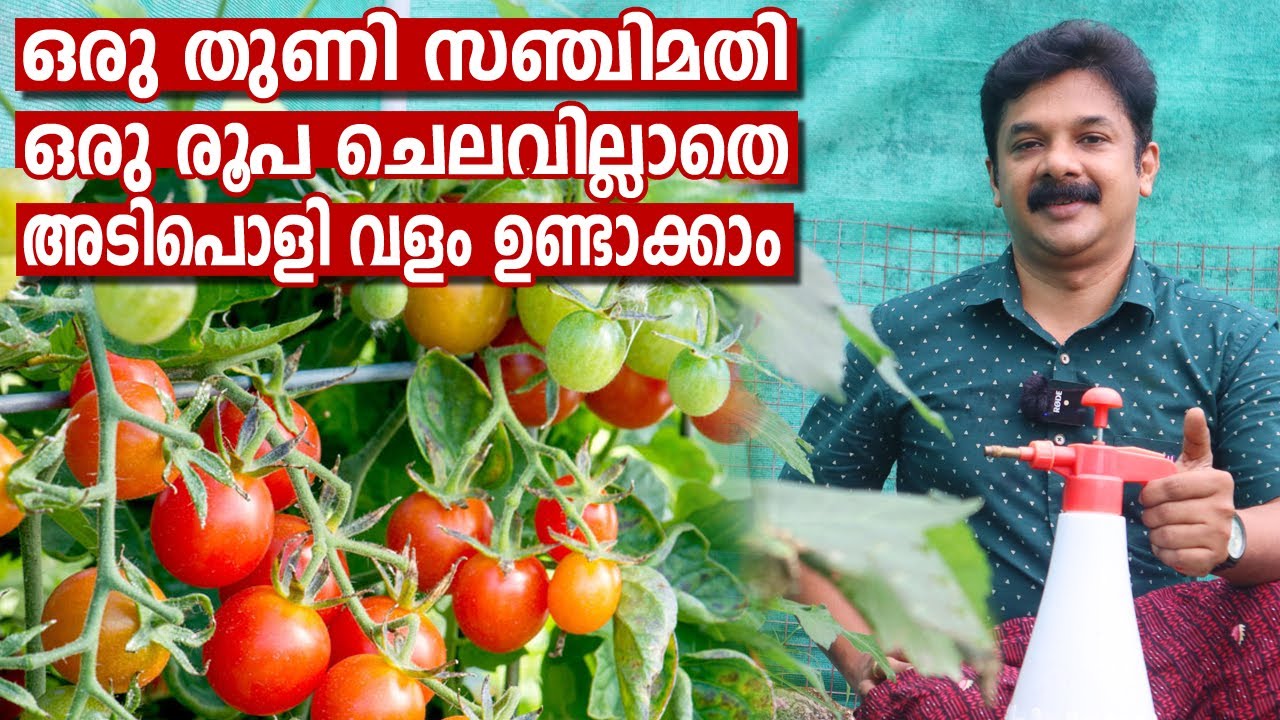 ഒരു തുണി സഞ്ചി മതി ഒരു രൂപ ചെലവില്ലാതെ 3 ദിവസം കൊണ്ട് അടിപൊളി വളം ഉണ്ടാക്കാം | Zero Cost Fertilizer