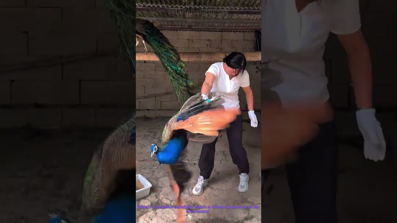 Catching a Peacock in a Coop | Livestock Handling