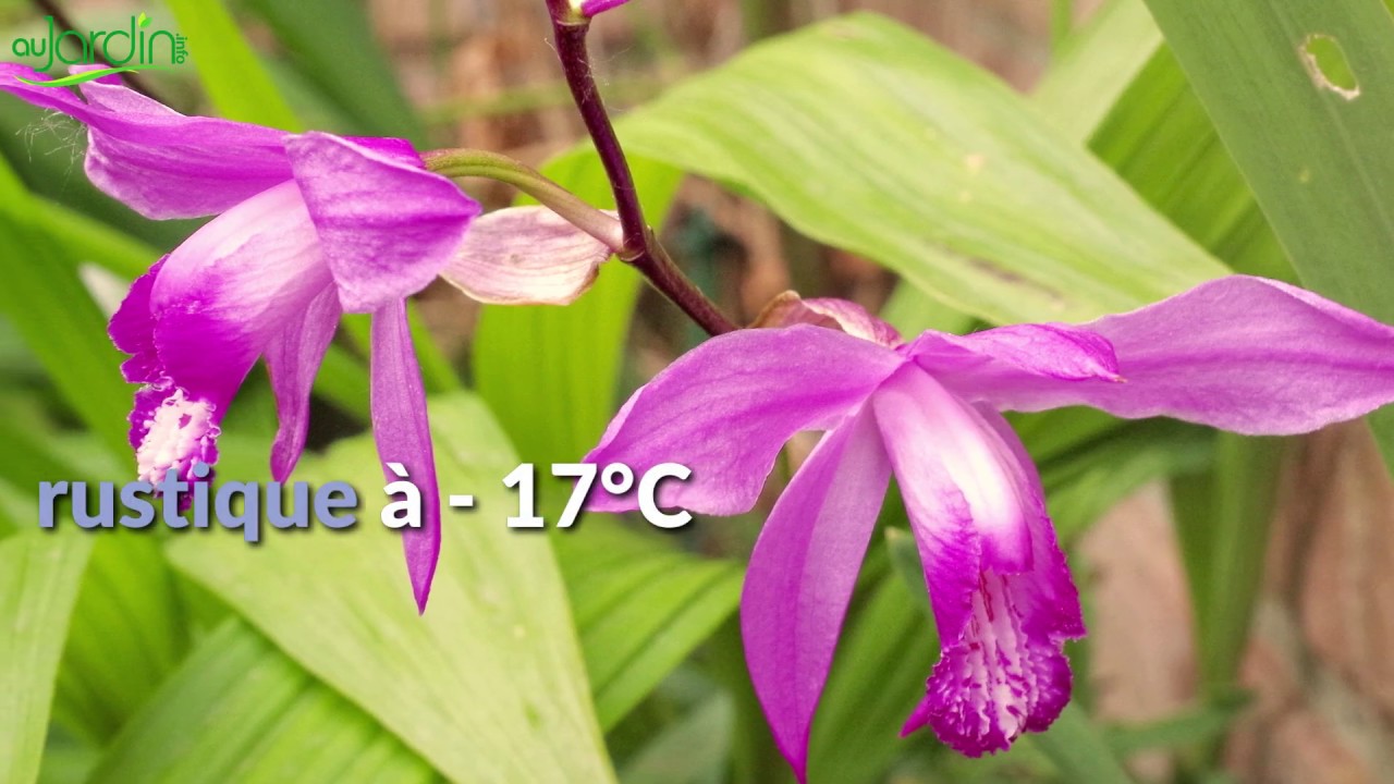 COMMENT MULTIPLIER l'ORCHIDÉE de jardin BLETILLA STRIATA ?