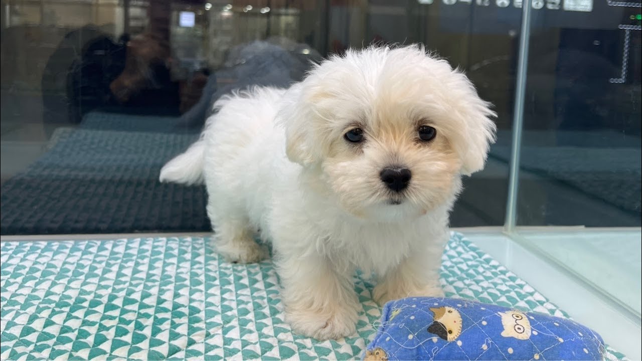 대구 경산. 강아지 분양 ❤️ 고양이 분양💕