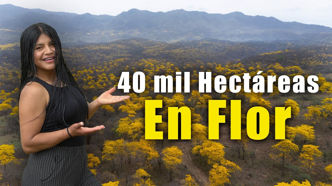 40 mil hectáreas en flor 🌼 | El florecimiento de los Guayacanes 🇪🇨