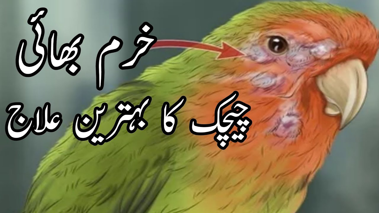 Birds Fowl pox ka ilaj | birds info punjab @PARROTDIPANKAR