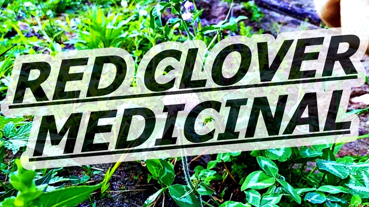 Red Clover | Brandywine Boys | Wild Edibles ep. 18 (TASTE TEST)